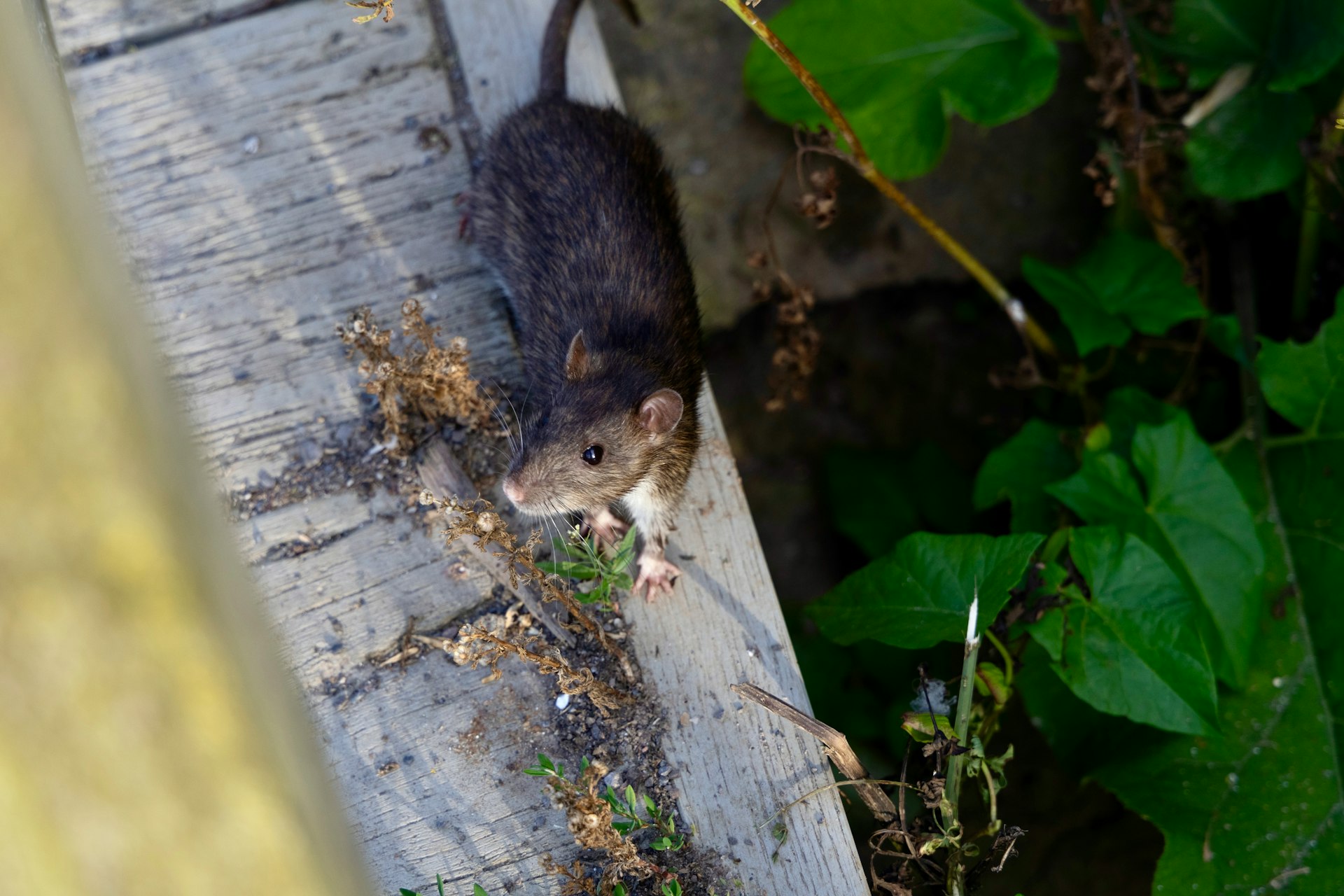 A rat sitting on top of a piece of wood